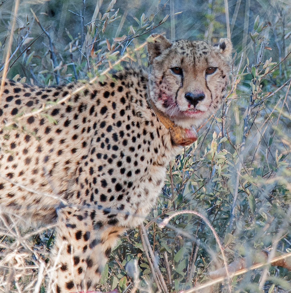 Madikwe Game Reserve Cheetah 2